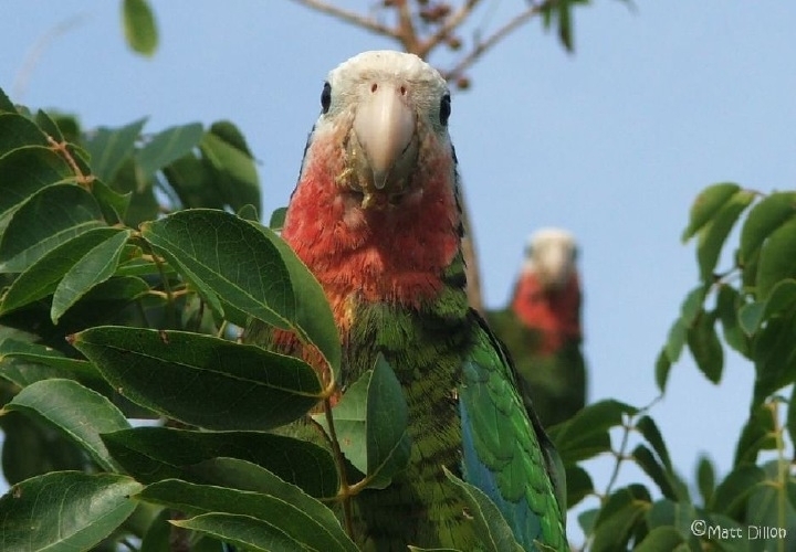 Abaco Parrots